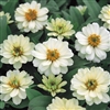 Zinnia Profusion Double White