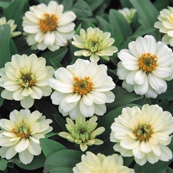 Zinnia Profusion Double White