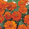 Zinnia Profusion Double Fire