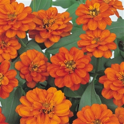 Zinnia Profusion Double Fire