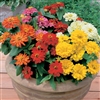 Zinnia Short Stuff Mix