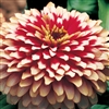 Zinnia Swizzle Cherry/Ivory