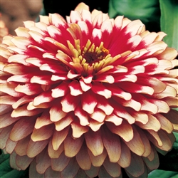 Zinnia Swizzle Cherry/Ivory