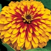 Zinnia Swizzle Scarlet/Yellow