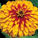 Zinnia Swizzle Scarlet/Yellow