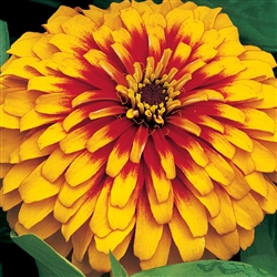 Zinnia Swizzle Scarlet/Yellow