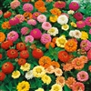 Zinnia Thumbelina Mix