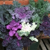 Kale Winter Wonderland
