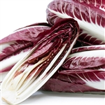 Radicchio Trevisio Red-Chicory