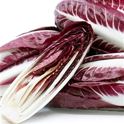 Radicchio Trevisio Red-Chicory