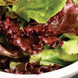 Lettuce Salad Blend (Combo) Pellets