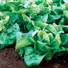 Lettuce Buttercrunch Pellets