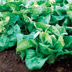 Lettuce Buttercrunch