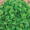 Lettuce Oakleaf (Green Oak) Pe