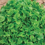 Lettuce Oakleaf (Green Oak) Pe