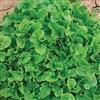 Lettuce Oakleaf (Green Oak)