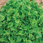 Lettuce Oakleaf (Green Oak)