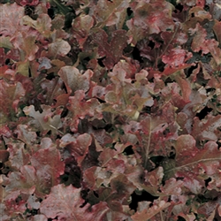 Lettuce Danyelle (Red Oak) Pel