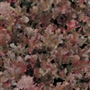 Lettuce Danyelle (Red Oak)