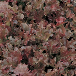 Lettuce Danyelle (Red Oak)