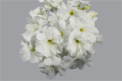 Petunia Limbo White Pellets