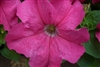 Petunia Limbo Rose GP Pellets