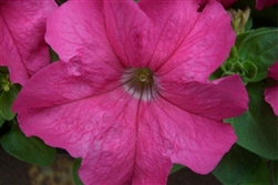 Petunia Limbo Rose GP Pellets