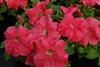 Petunia Limbo Salmon GP Pellet