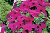 Petunia Limbo Violet Pellets