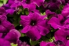 Petunia Limbo Dp Purple Pellet