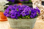 Petunia Limbo Blue Pellets