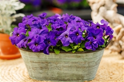 Petunia Limbo Blue Pellets