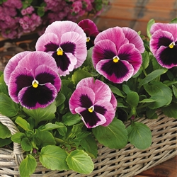 Pansy Mammoth Pink Berry