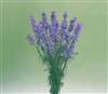 Larkspur Cannes Lilac