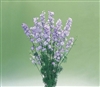 Larkspur Cannes Lt Purp Picote