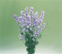 Larkspur Cannes Lt Purp Picote