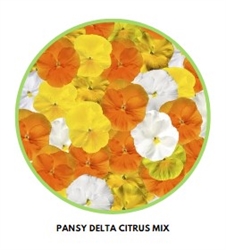 Pansy Delta Citrus Mix