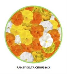 Pansy Delta Pro Citrus Mix