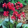 Bergenia Red Beauty