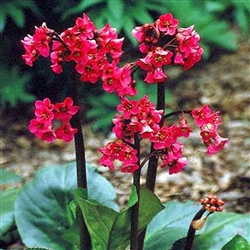 Bergenia Red Beauty