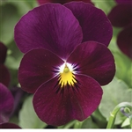 Viola Deltini Burgundy_disc