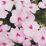 Impatiens Balance Blush Pink