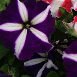 Petunia Lambada Blue Star Pell