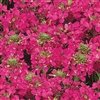 Arabis Rose Delight