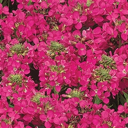 Arabis Rose Delight