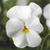 Viola Endurio White