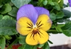 Viola Infinity Lemon Blue Wing