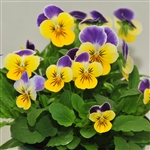 Viola Infinity Lemon Blue Wing