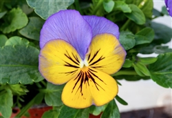 Viola Infinity Lemon Blue Wing