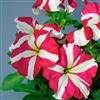 Petunia Tango Rose Star Pellet